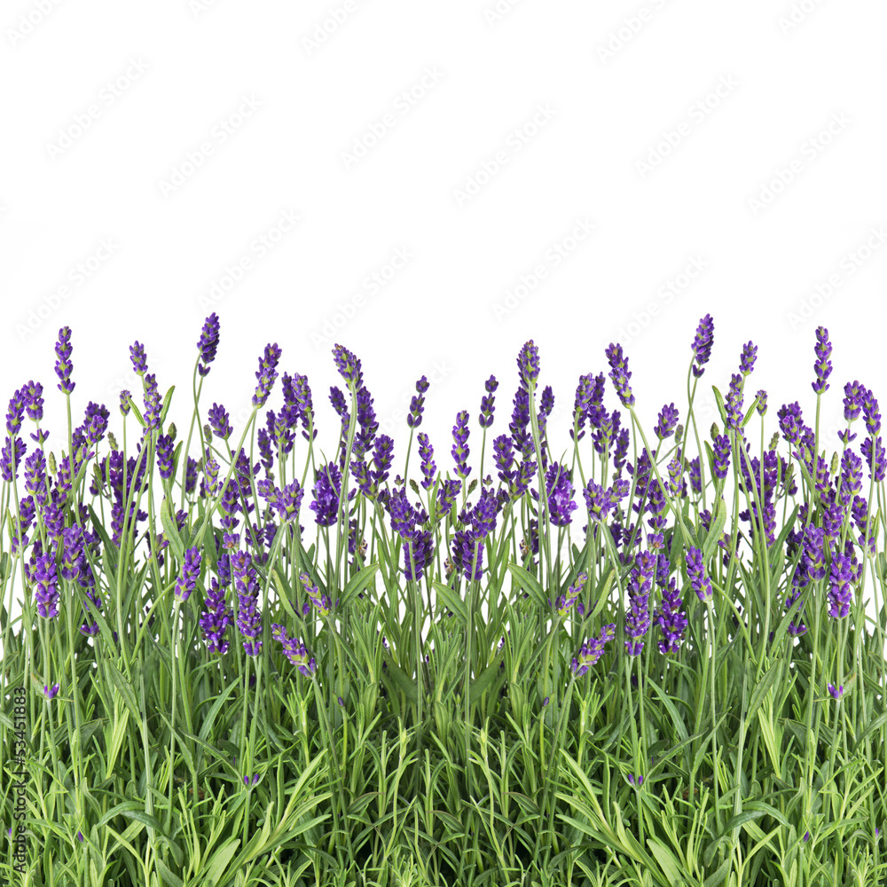 Obraz Tryptyk fresh lavender flowers