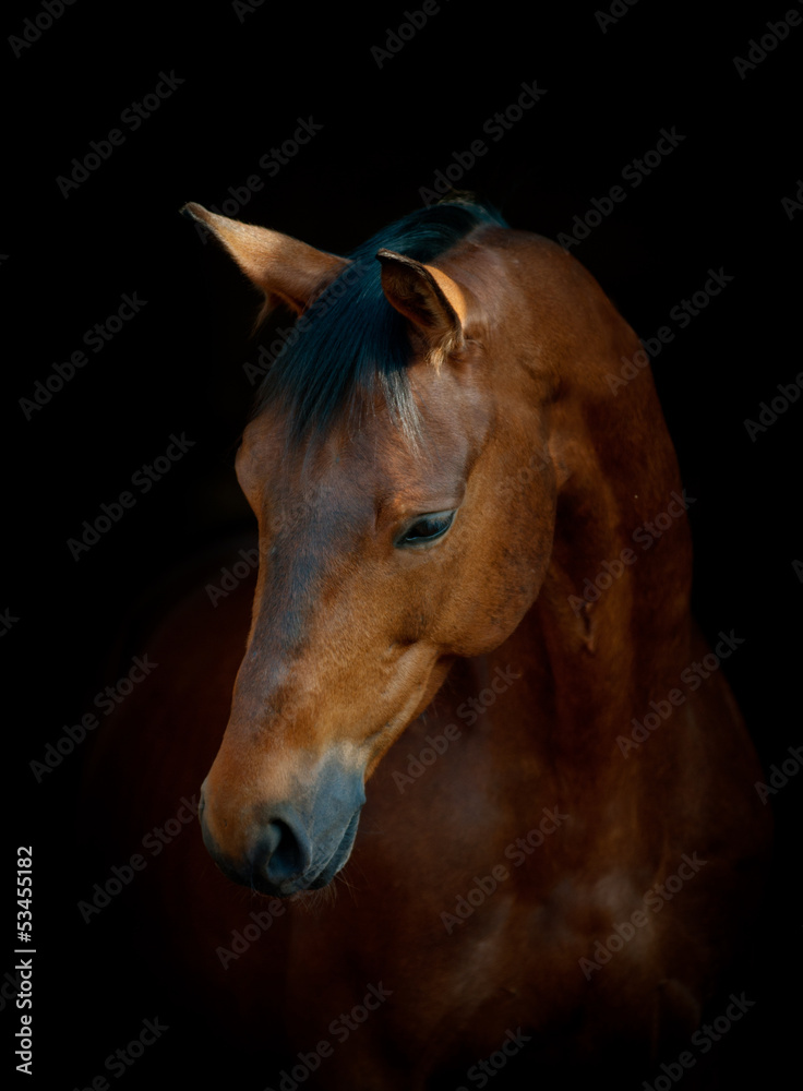 Obraz Tryptyk horse on black