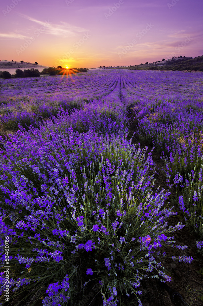 Fototapeta Lavender Field