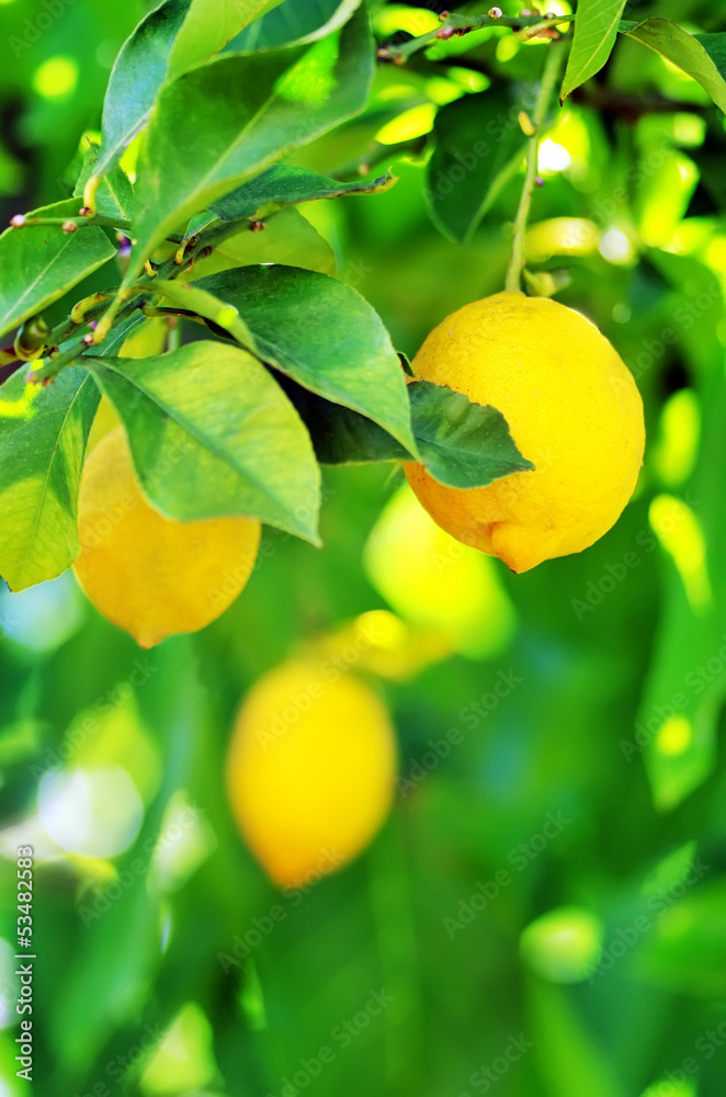 Obraz Pentaptyk Lemons hanging on tree