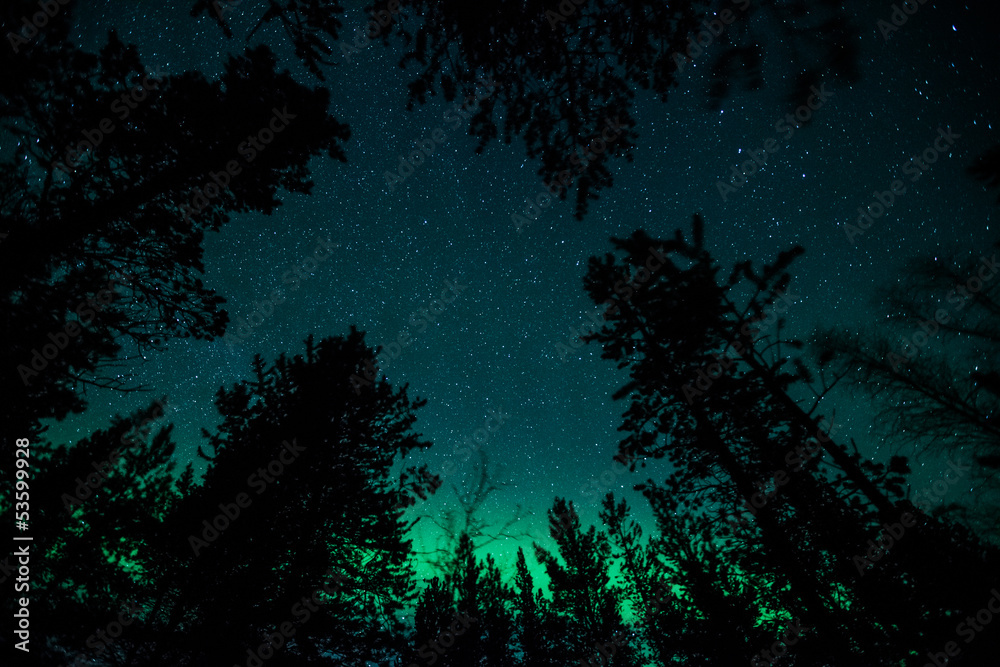 Fototapeta Northern lights above trees in