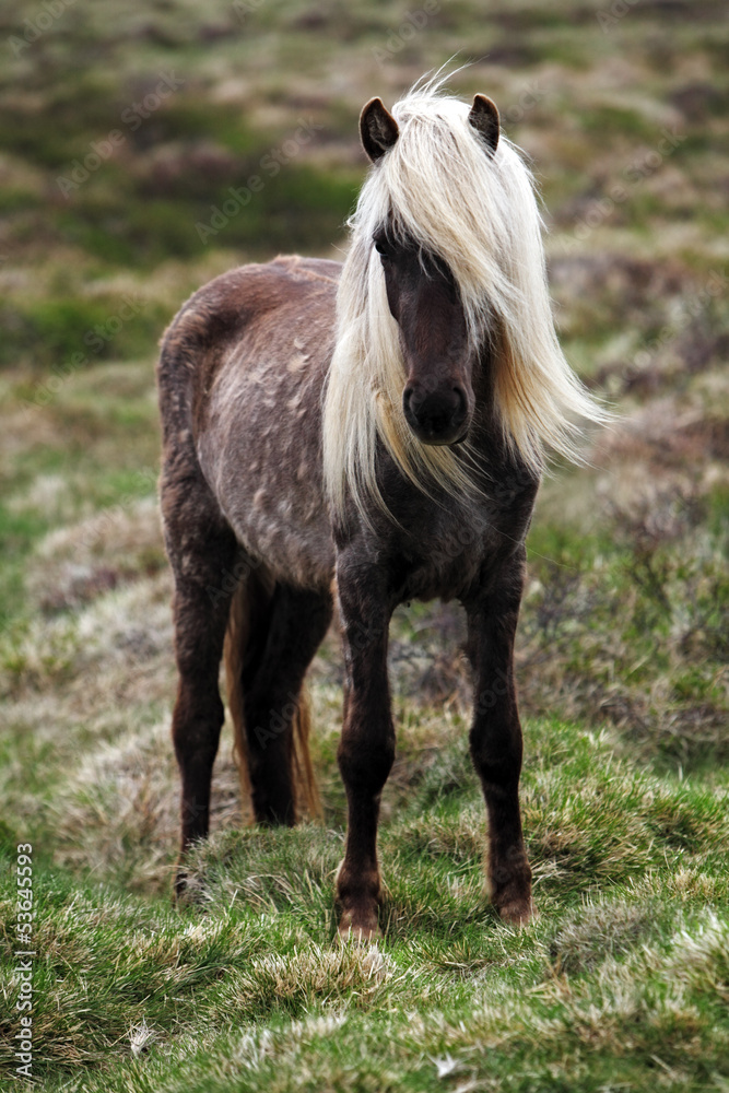 Obraz Pentaptyk Iceland horse