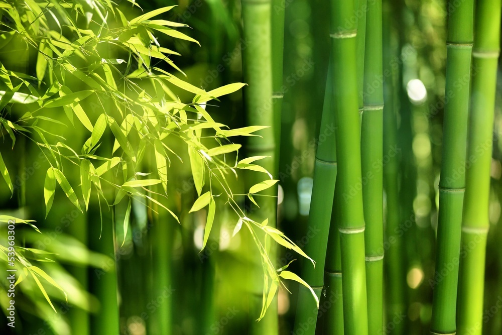 Obraz na płótnie Bamboo forest