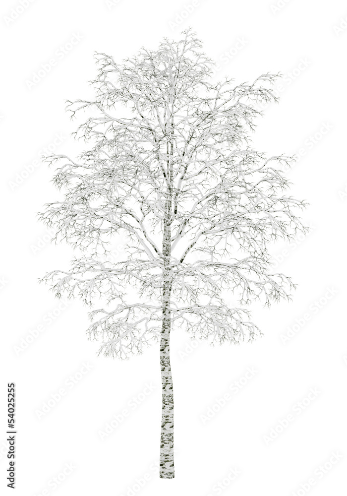 Obraz Tryptyk winter birch tree isolated on