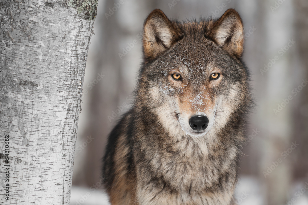 Obraz Tryptyk Grey Wolf (Canis lupus) Next