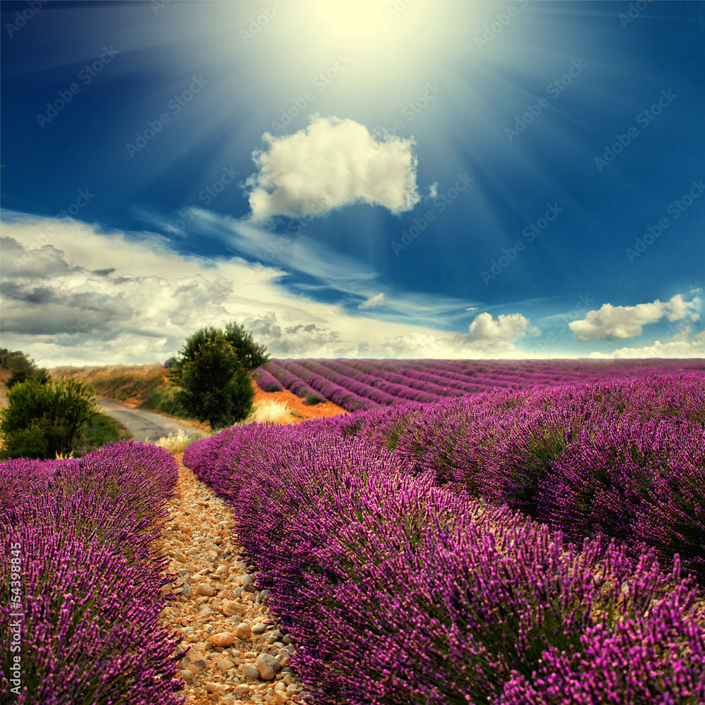 Fototapeta lavender field