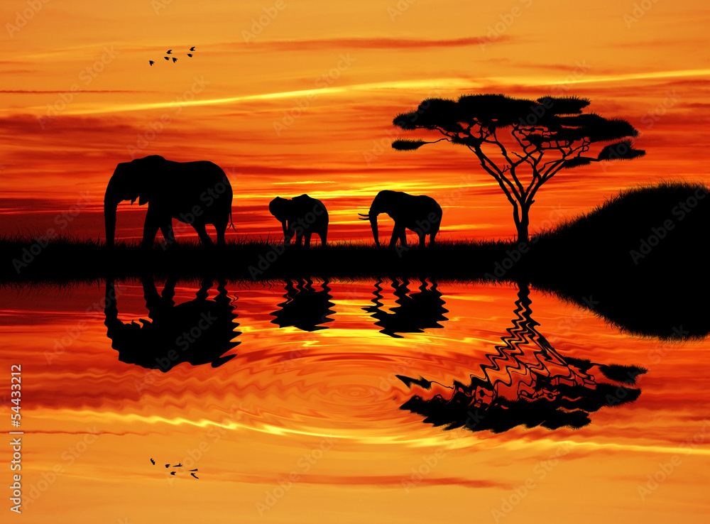 Fototapeta Elephant silhouette at sunset