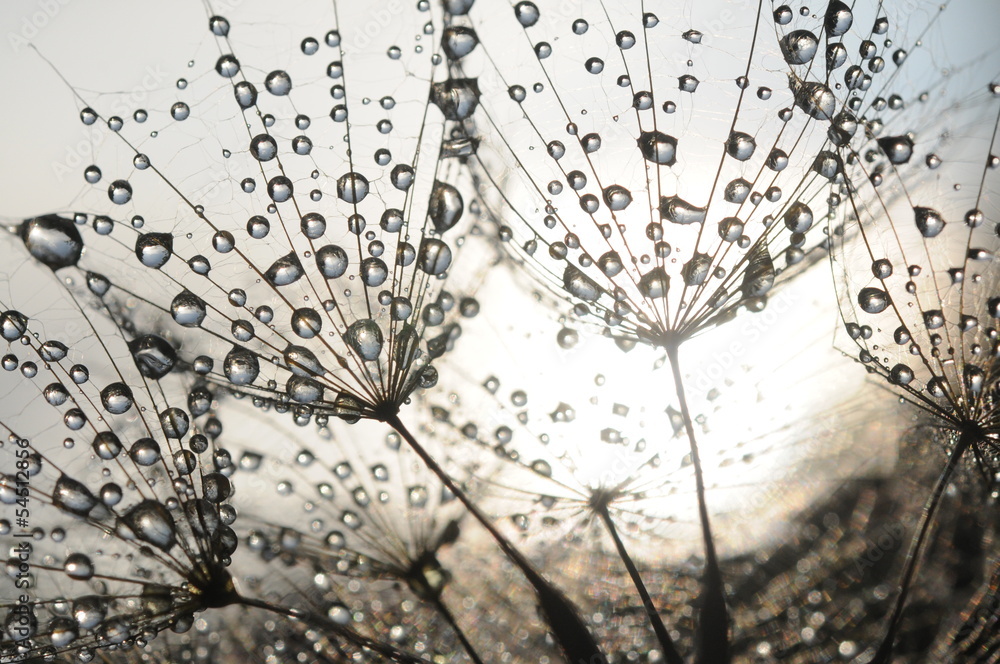 Obraz Pentaptyk Dandelion seeds with dew drops
