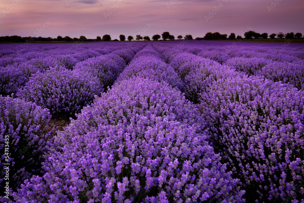 Obraz Tryptyk Fields of Lavender at sunset