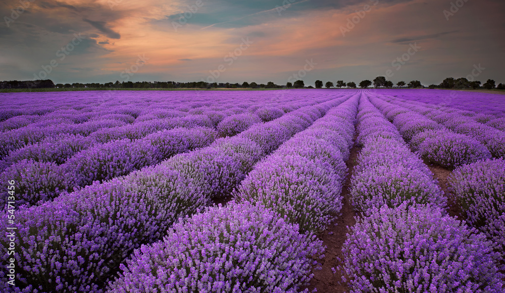 Fototapeta Fields of Lavender at sunset