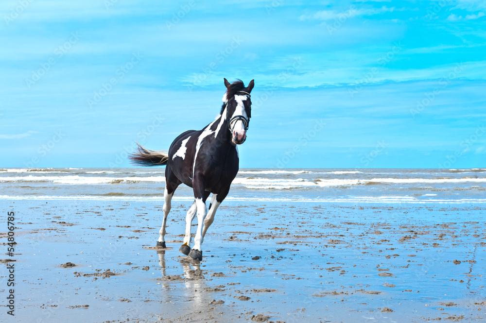 Obraz Tryptyk Horse
