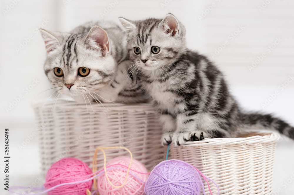 Obraz Dyptyk Two cats in a basket with