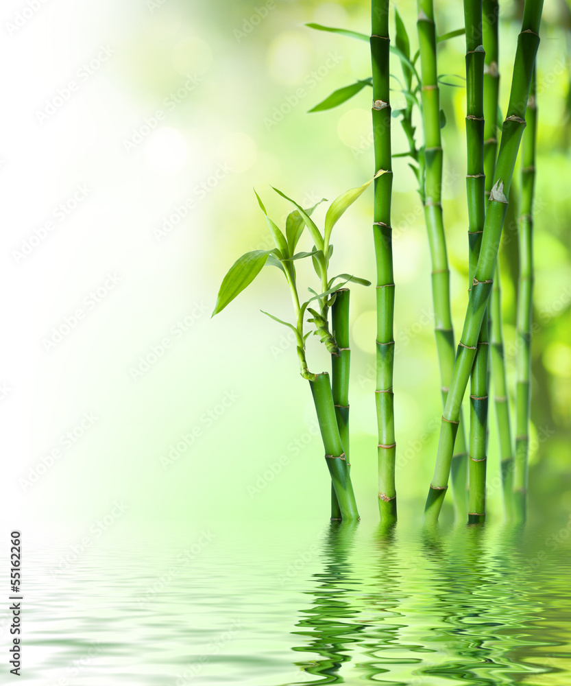 Fototapeta bamboo stalks on water