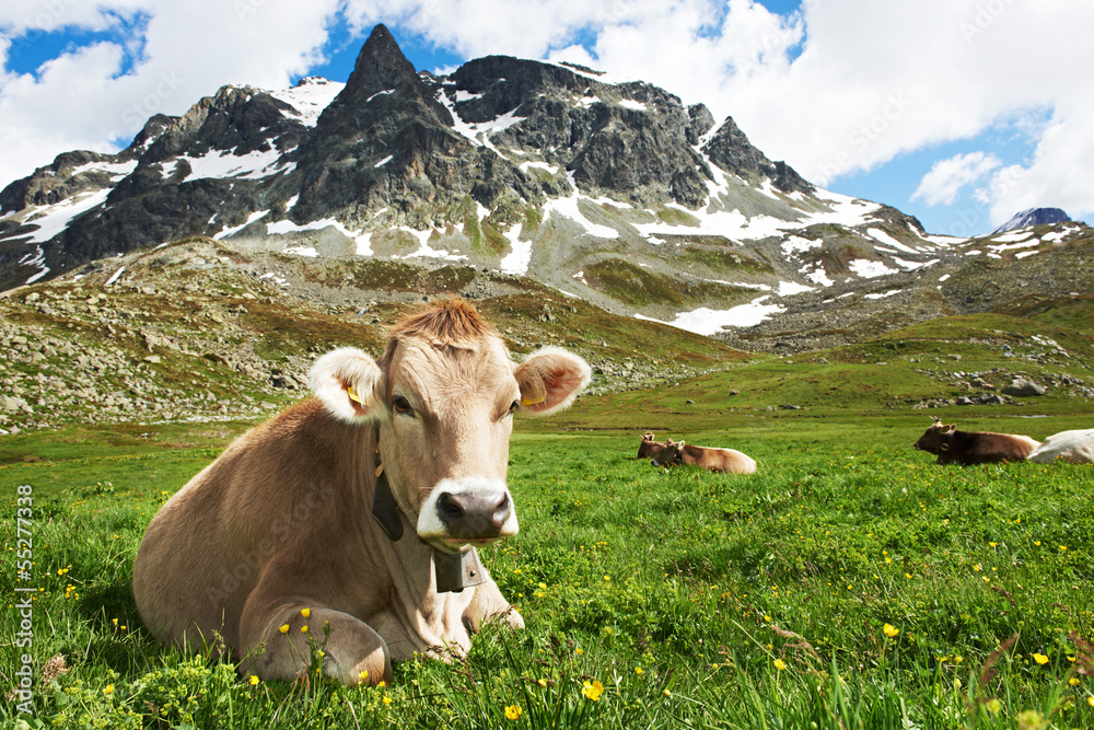 Fototapeta Brown cow on green grass