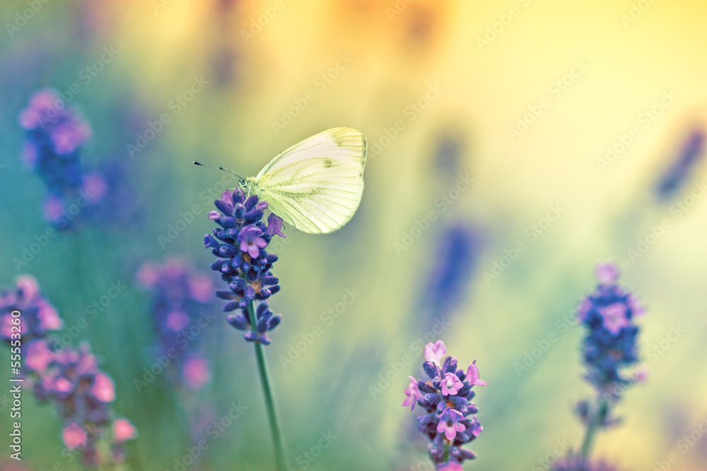 Fototapeta Butterfly on lavender