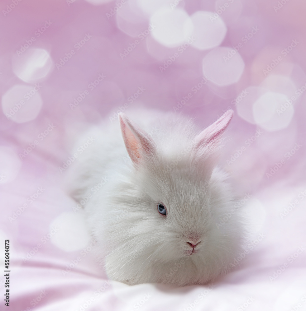 Obraz Tryptyk little white rabbit and pink