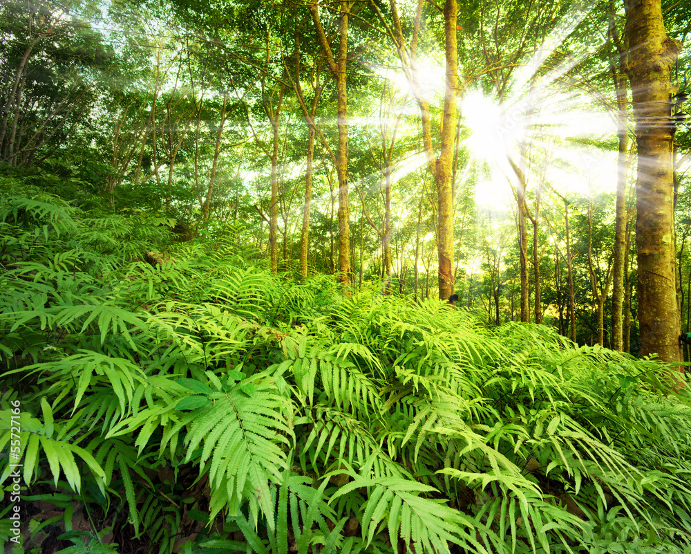 Obraz Pentaptyk Sun rays in forest