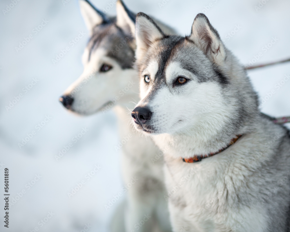 Fototapeta Two siberian husky dogs