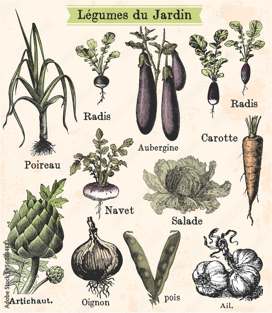 Obraz Tryptyk Légumes du jardin
