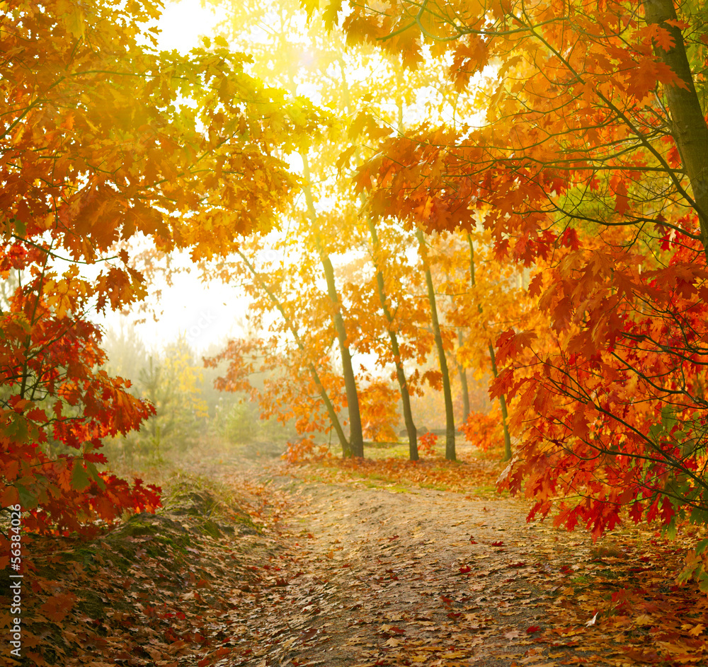 Obraz Tryptyk Autumn park