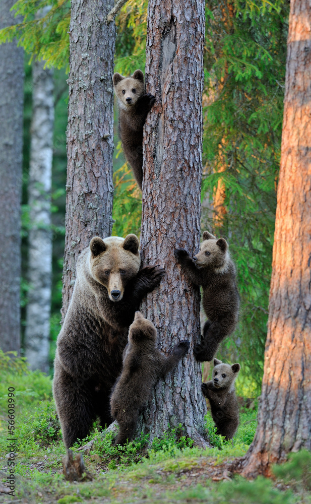Fototapeta Brown bear with cubs in the