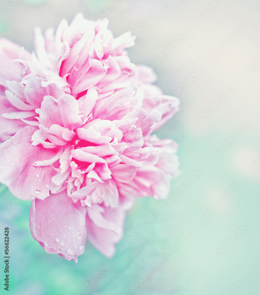 Obraz Kwadryptyk romantic floral background in