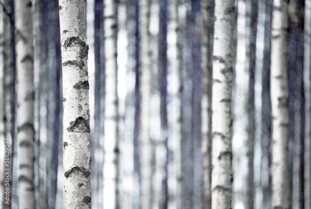 Obraz Pentaptyk Birch trees  in blue