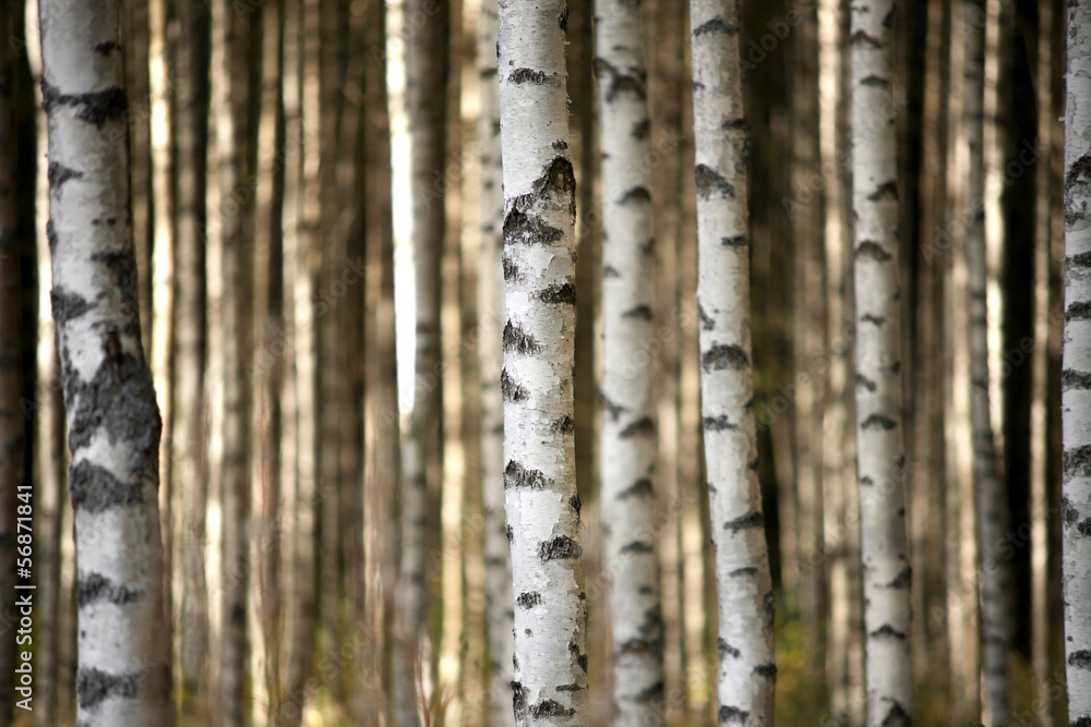 Obraz Pentaptyk trunks of birch trees