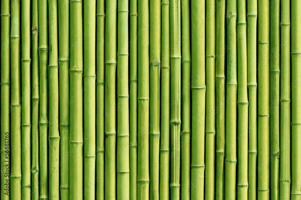 Fototapeta green bamboo fence background