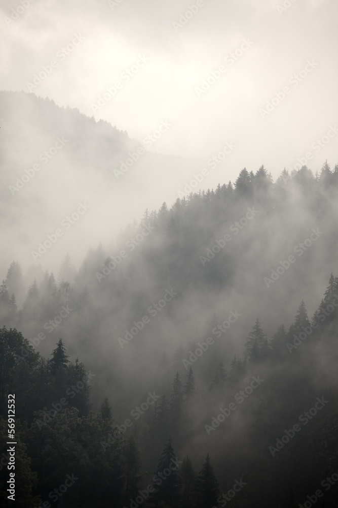 Obraz Tryptyk Foggy forest