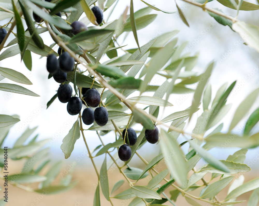 Obraz Pentaptyk olive branch