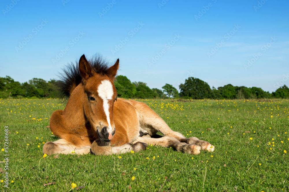 Obraz Pentaptyk Brown Horse Foal
