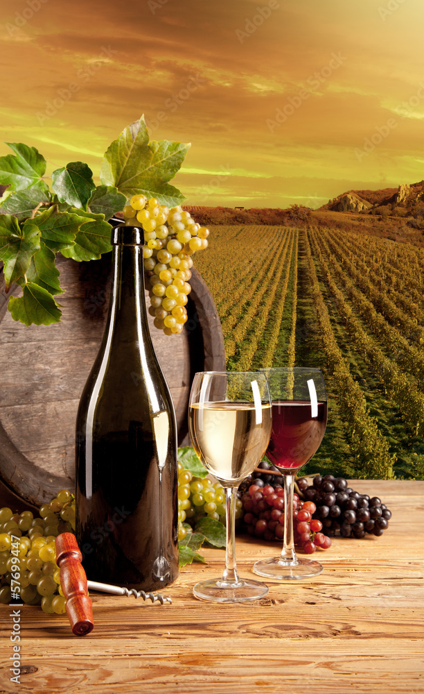 Fototapeta Wine in vineyard