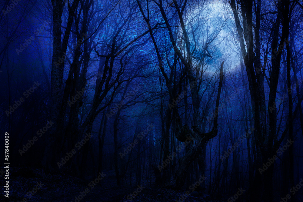 Fototapeta dark night forest agaist full