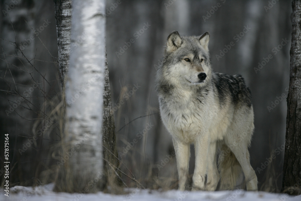 Obraz Pentaptyk Grey wolf, Canis lupus