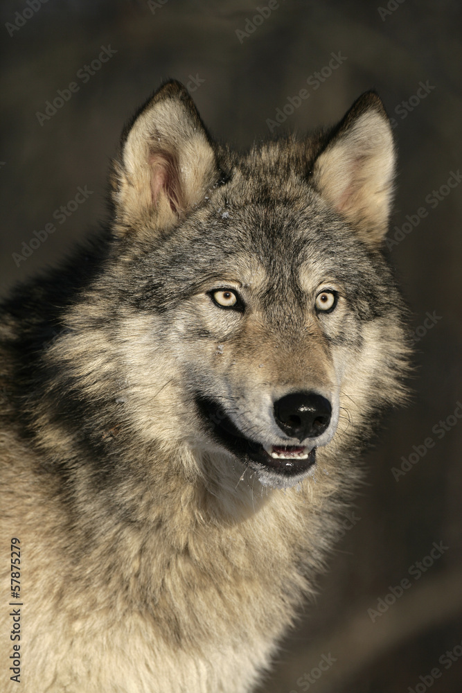 Fototapeta Grey wolf, Canis lupus
