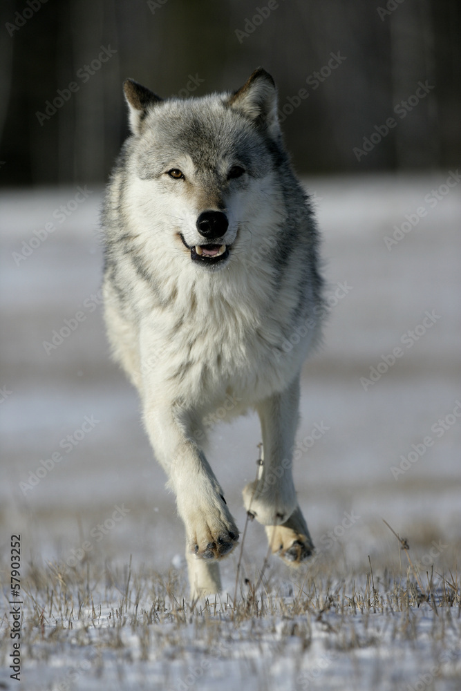 Fototapeta Grey wolf, Canis lupus