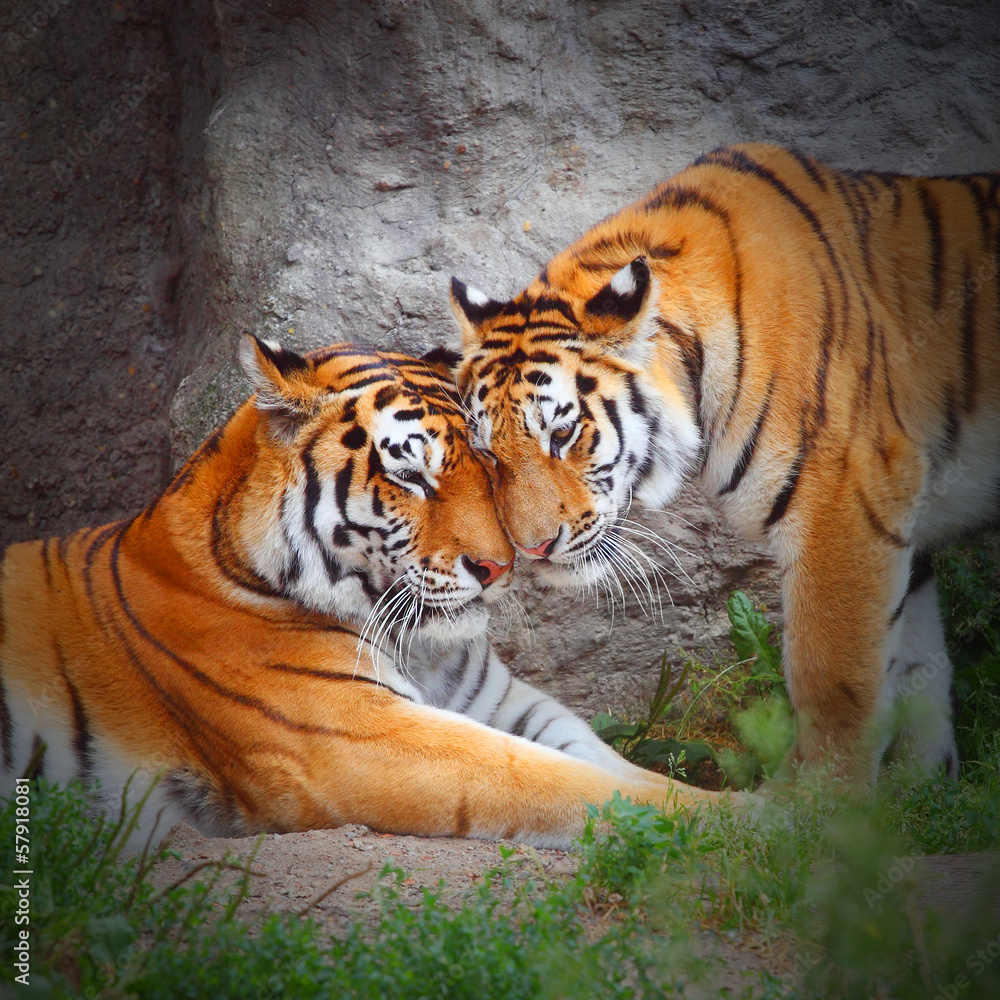 Obraz Tryptyk Tiger's couple. Love in