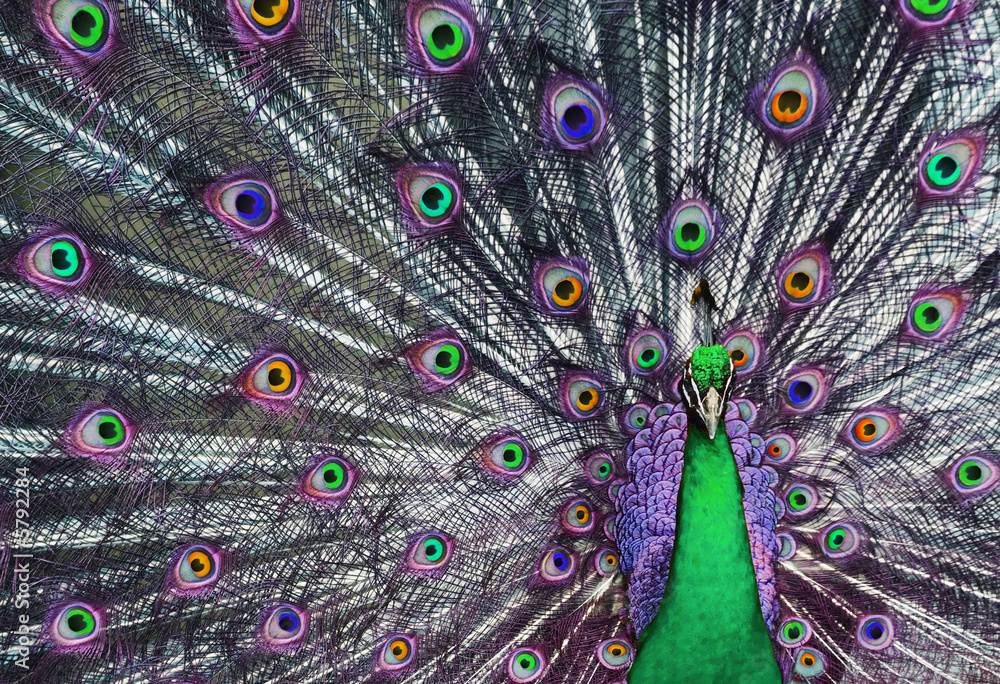 Obraz Tryptyk Psychedelic peacock with his