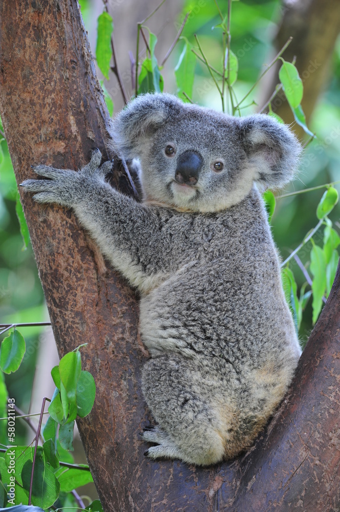 Fototapeta Koala Bear