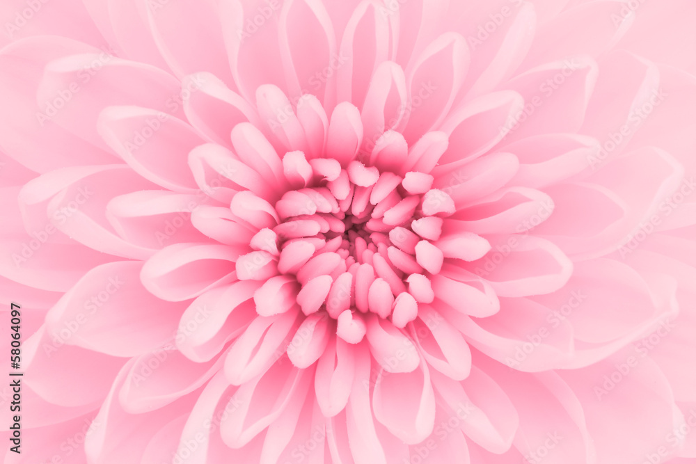 Fototapeta Pink chrysanthemum petals