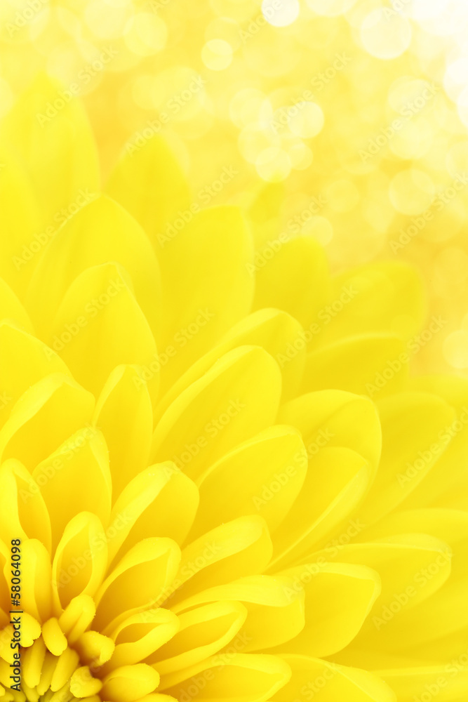 Obraz Dyptyk Yellow chrysanthemum petals