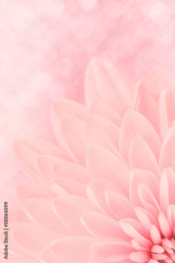 Obraz na płótnie Pink chrysanthemum petals