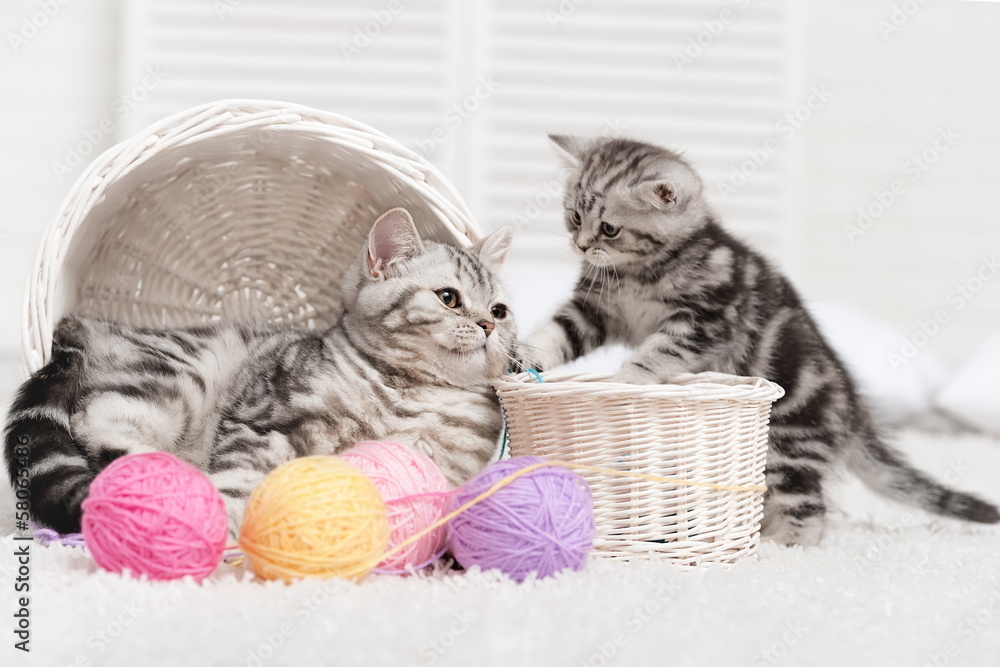 Obraz na płótnie Two cats in a basket with