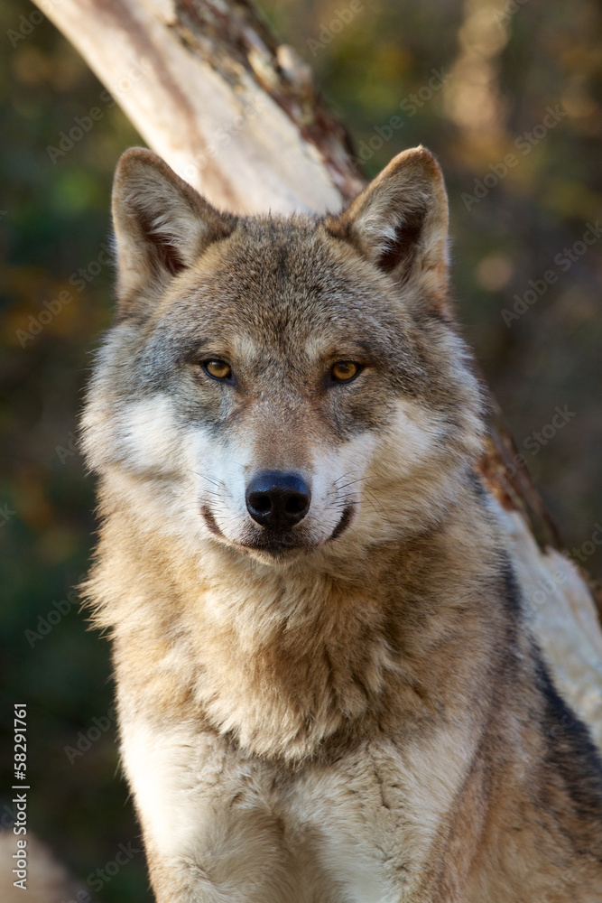 Obraz Tryptyk Grey Wolf - Canis Lupus