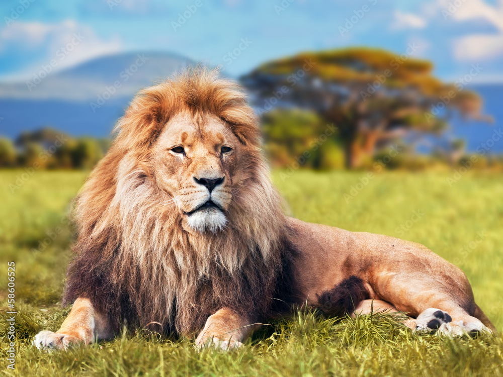 Fototapeta Big lion lying on savannah