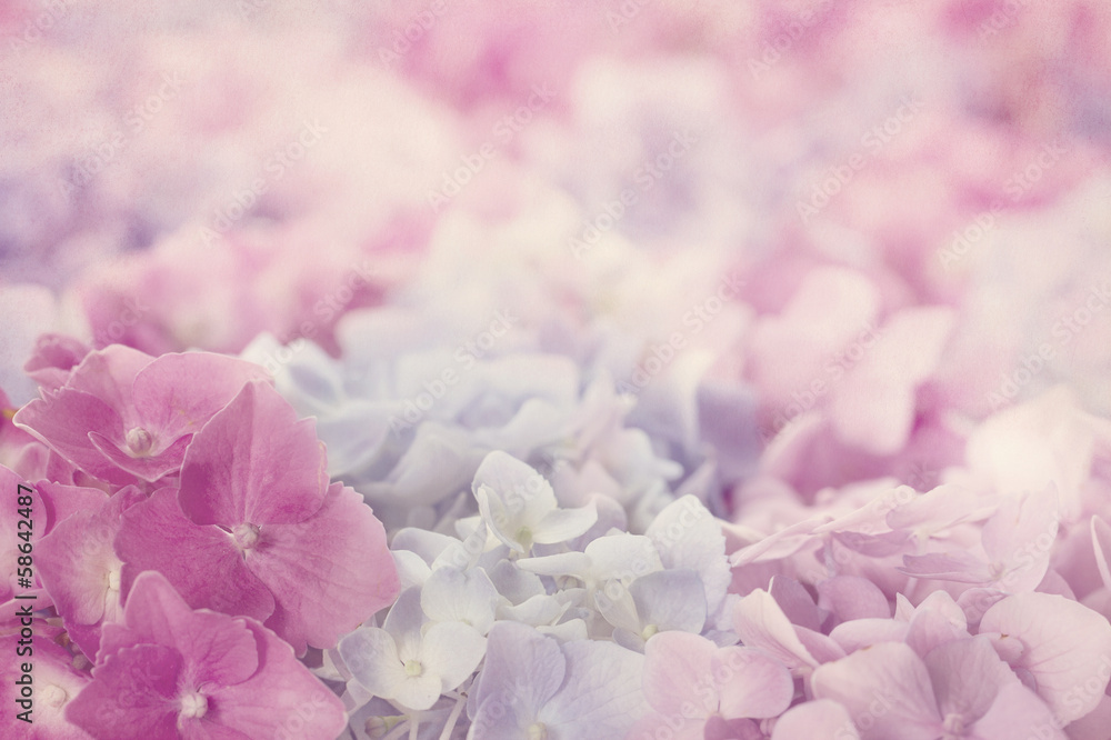 Obraz Tryptyk Pink hydrangea flowers