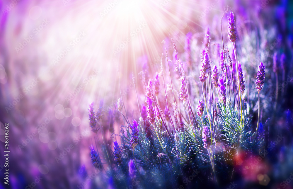 Fototapeta Lavender Flowers Field.