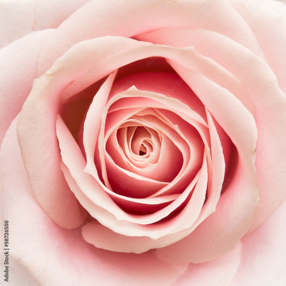 Obraz Tryptyk Rose Closeup