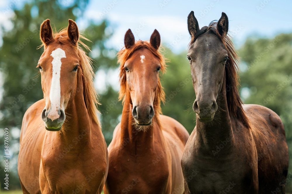 Obraz Kwadryptyk Group of three young horses on